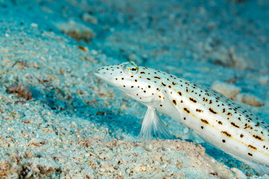A speckled sandperch (Parapercis maculata) rests on the sandy seabed.
