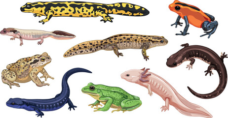 Fototapeta premium Colorful Amphibian Collection Set with Salamander, Frog, Toad, and Axolotl Species Illustrations for Biology, Education, and Wildlife Designs