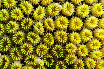 Close-up of yellow coral polyps, likely Goniopora, showing their intricate structure and vibrant color. © Pete Niesen Photo
