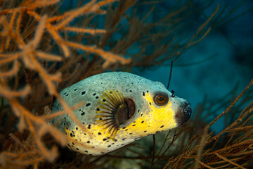 A Blackspotted pufferfish (Arothron nigropunctatus) swims near coral. © Pete Niesen Photo