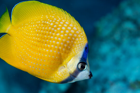 A yellow butterflyfish (Chaetodon lunula) swims in the ocean.