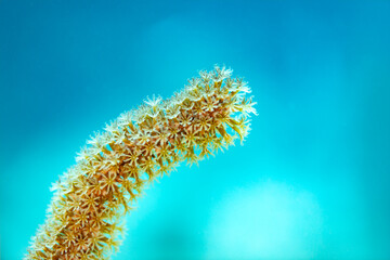 Close-up macro view of expanded polyps of the Black Sea Rod branching coral © Pete Niesen Photo