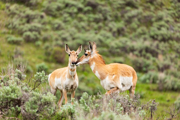 Fototapeta premium Wild Pronghorn Antelope, Antolocapra americana, roaming and grazing in green meadows