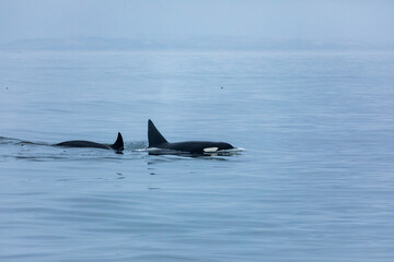 Fototapeta premium Mother and juvenile orcas, killer whales, swim through calm gray ocean waters