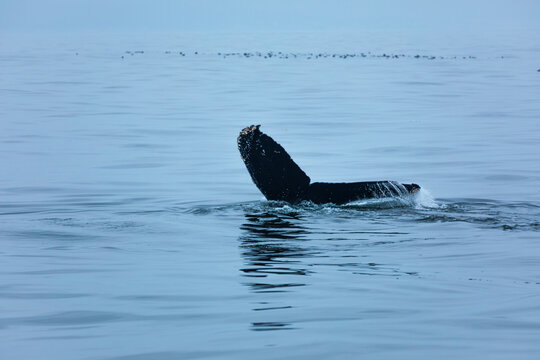 Fluke of humpback whale in blue gray ocean waters