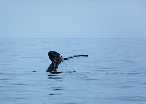 Fluke of humpback whale in blue gray ocean waters