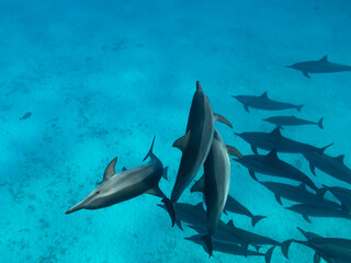 Fototapeta premium Pod of intelligent and playful Red Sea Spinner dolphins,
