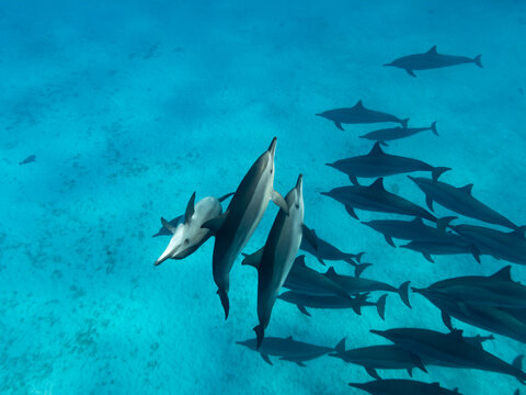 Pod of intelligent and playful Red Sea Spinner dolphins,