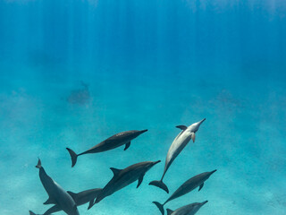 Obraz premium Intelligent and playful Red Sea Spinner dolphins, Stenella longirostris, swim in clear blue tropical waters
