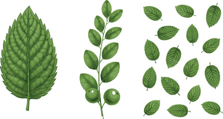 Detailed Green Botanical Mint Leaf Set with Branch, Berries, and Scattered Leaves Collection for Nature, Herbal, and Decoration Designs © MstTazmina