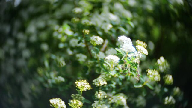 Beautiful white spiraea flowers bloom on a lush green bush in spring. Tender clusters of cantoniensis blossoms sway gently in a soft breeze. Cinematic look with vignette and swirled background.