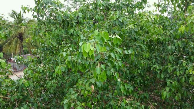 Aerial view of lush green sacred fig tree canopy swaying gently in wind during overcast day.