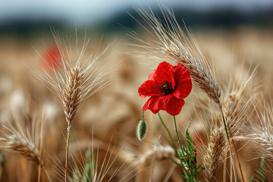 : Red Poppy Flower with Wheat Ears in Golden Field. AI generative.