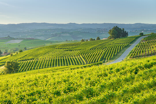 View of lush green vineyards on rolling hills with a winding road under a clear blue sky in the Langhe wine region La Morra, Piedmont, Italy.