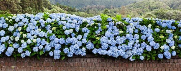 Fotobehang Hortensia Blue hydrangea flowers blooming along a garden wall. Lush greenery and mountains in Sete Cidades, Azores. Portugal landscape with vibrant natural scenery.  © Eugene Ga