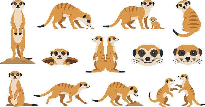 Cute meerkat cartoon character vector illustration set featuring adorable suricates standing on a mound foraging playing digging looking out of hole and animal head portraits