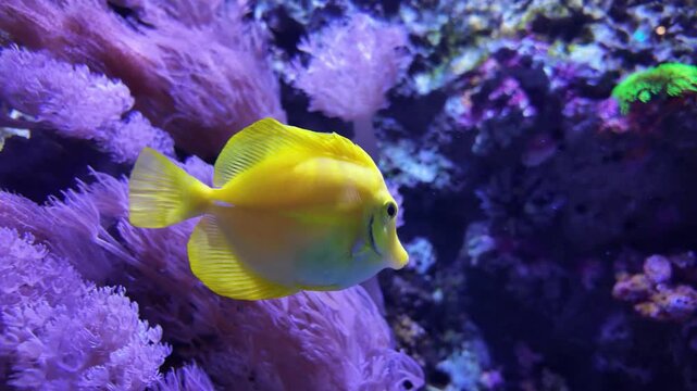 Yellow tang fish swimming in underwater water with coral and sea anemones as a background.