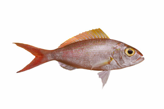 Threadfin bream fish isolated on white background