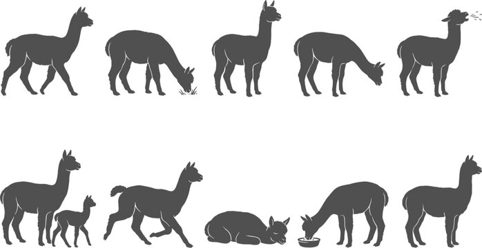 Alpaca llama silhouettes depicting walking grazing spitting and resting behaviors on solid transparent background