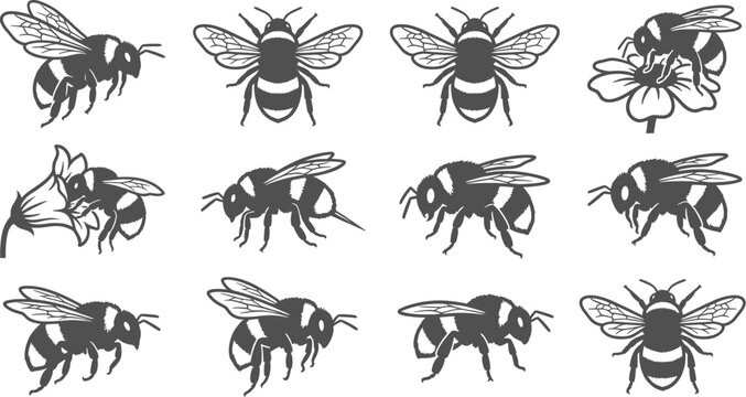 Bumblebee silhouettes illustrating flight patterns and pollination activities on a solid transparent background