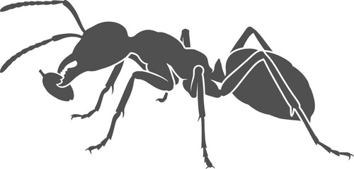 Close up profile of a single ant insect silhouette on transparent background © Nabil