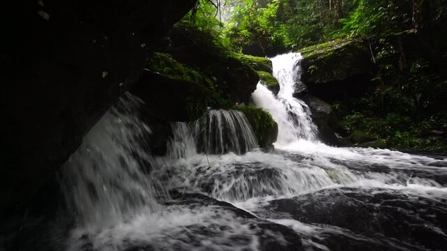 Habenaria rhodocheila orchids in full bloom at Romklao Paradorn Waterfall . Phu Hin Rong Kla National Park ,THAILAND