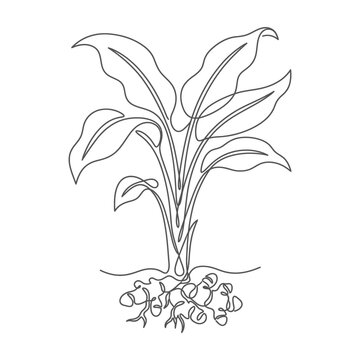 Turmeric plant with rhizomes and leaves in continuous line art