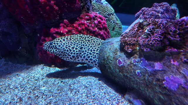 Closeup of murray eels are hiding in a leopard-striped cliff in the sea.