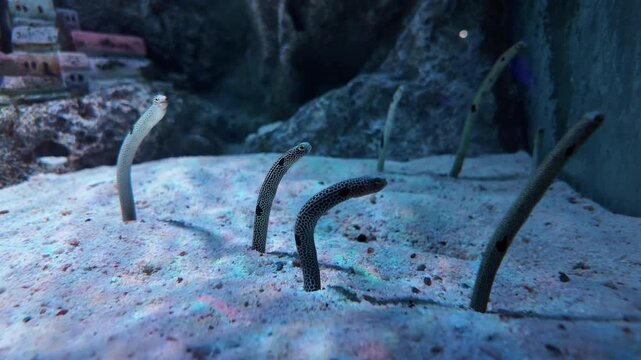 The spotted garden eel burrows in the seabed where the light from the surface shimmers.