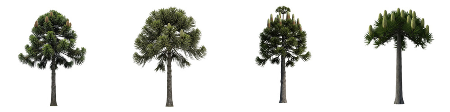 Collection of isolated Araucaria araucana trees with cones on black