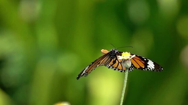 Plain Tiger Butterfly Resting on Wildflower in Summer
