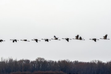 Fototapeta premium A flock of cranes flies in a V-shaped formation across a pale sky over a bare tree line. Birds migrate south during autumn showing organized travel and natural beauty. Animal group journey in flight.
