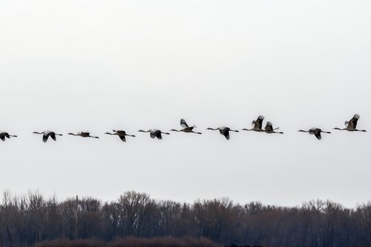 A flock of cranes flies in a V-shaped formation across a pale sky over a bare tree line. Birds migrate south during autumn showing organized travel and natural beauty. Animal group journey in flight.