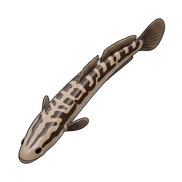 Illustration of a Northern Snakehead Fish
