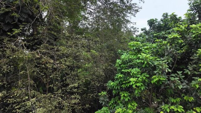 an outdoor view of dense trees meeting under an overcast sky.