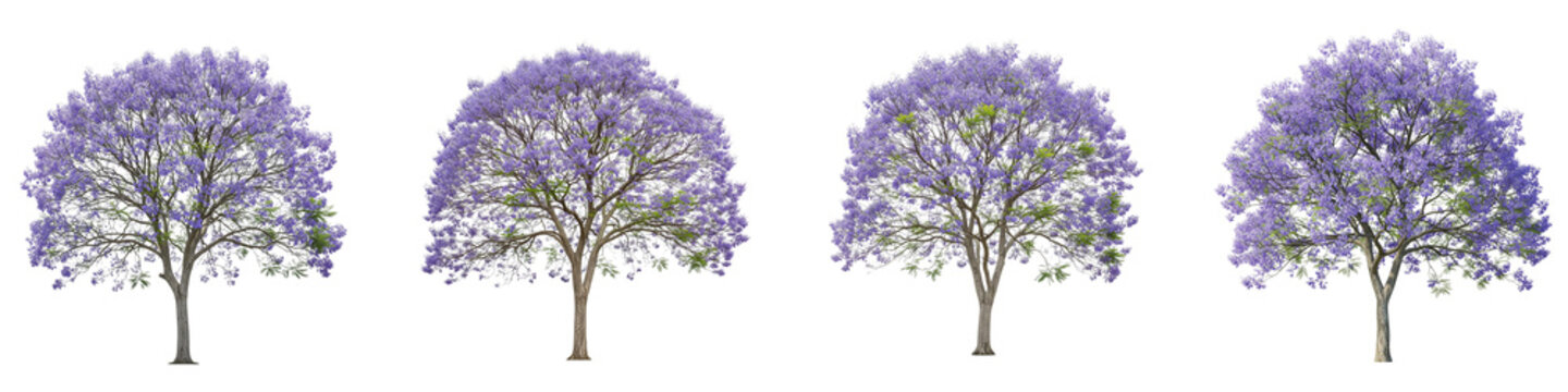 Four blooming jacaranda trees isolated on a black background for design