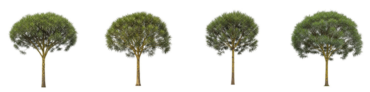 Four isolated dragon trees with green foliage on black background