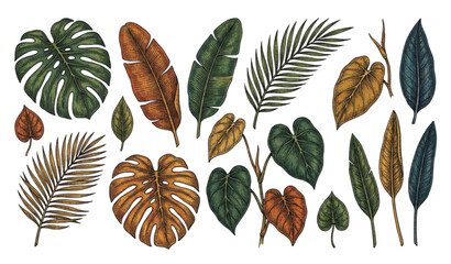 Exotic Tropical Leaves Vintage Botanical Engraving Set © Ziten