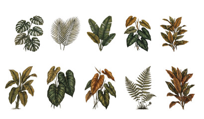 Vintage Botanical Exotic Foliage Engraving Illustration Set © Ziten