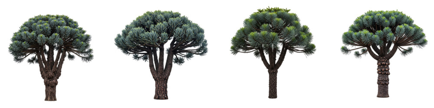 Four isolated monkey puzzle trees with green foliage on black background