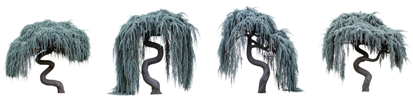 Four isolated weeping blue cedar trees with twisted trunks on black background