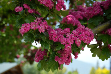 Fototapeta premium Pink English Hawthorn Blossoms in Full Bloom During Spring