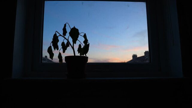 A withered houseplant silhouette against a sunset window background.