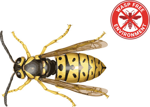 Yellowjacket illustration
