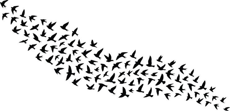 Flying birds flock, black silhouettes of migrating birds, dynamic avian migration pattern, freedom and movement concept vector graphic