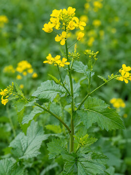 Mustard / Sarson