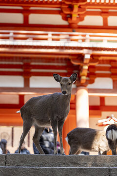 View of a sika deer standing on stone steps in front of a traditional orange temple structure in Nara, Nara, Japan.