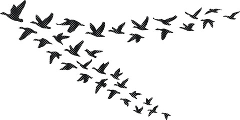 Flying birds silhouette vector illustration, a flock of geese or ducks in migration, abstract animal pattern for nature and wildlife designs, black and white graphic element © Shanza