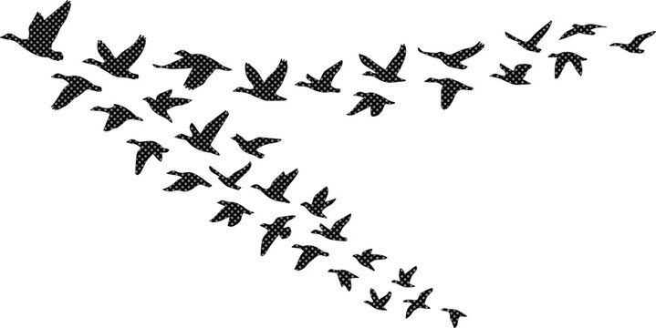Flying birds silhouette vector illustration, a flock of geese or ducks in migration, abstract animal pattern for nature and wildlife designs, black and white graphic element