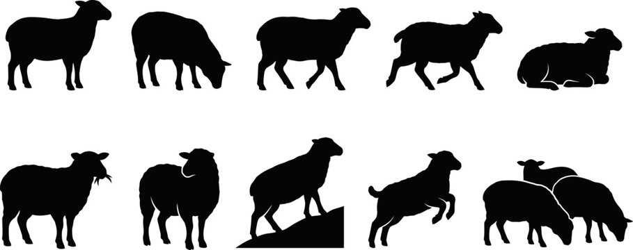 Collection of various sheep silhouettes in different poses and actions on white background